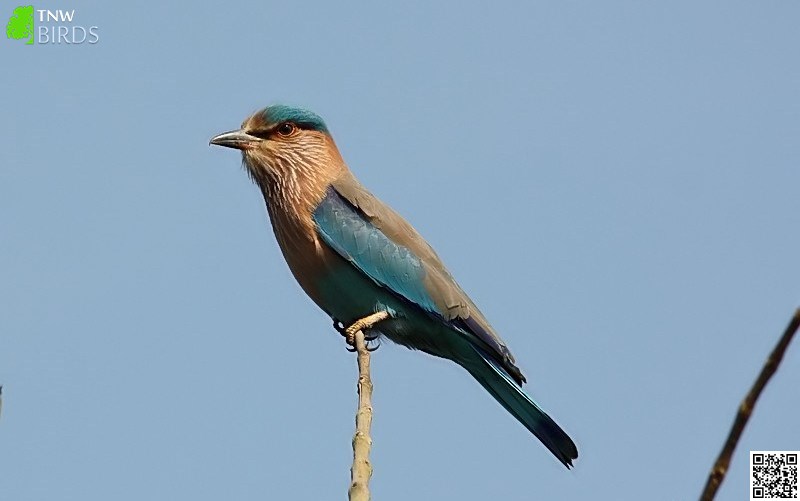 Indian Roller